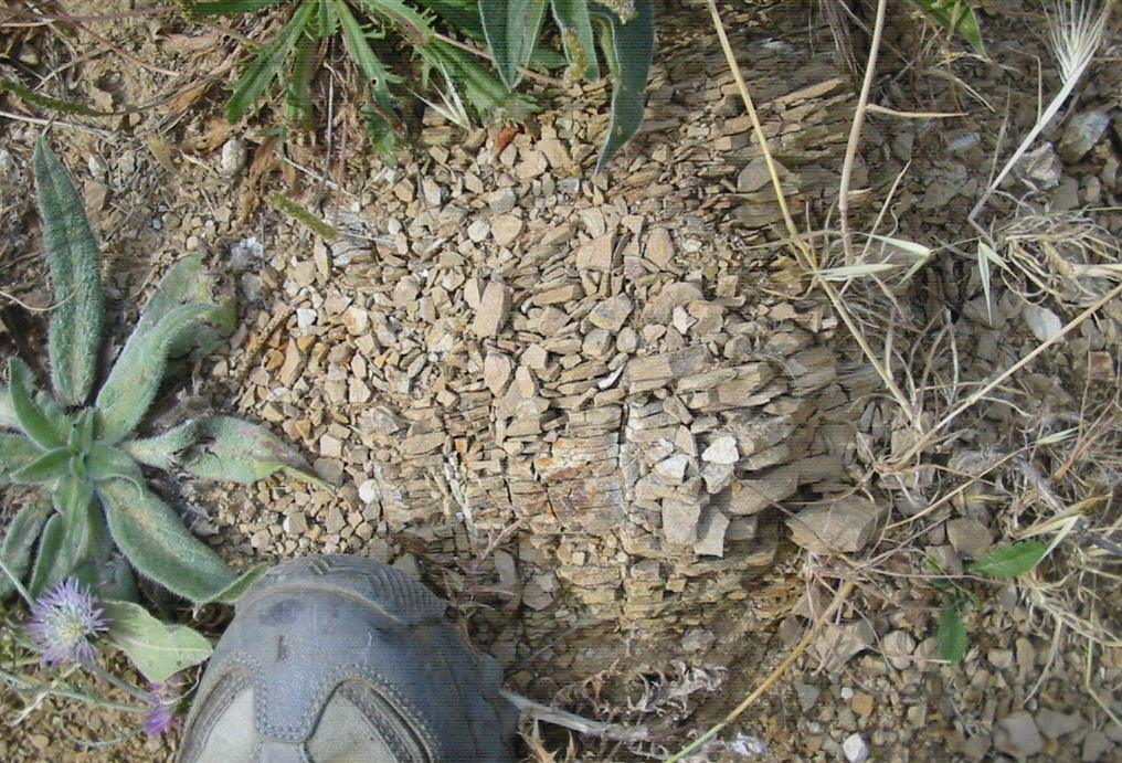 Faglia